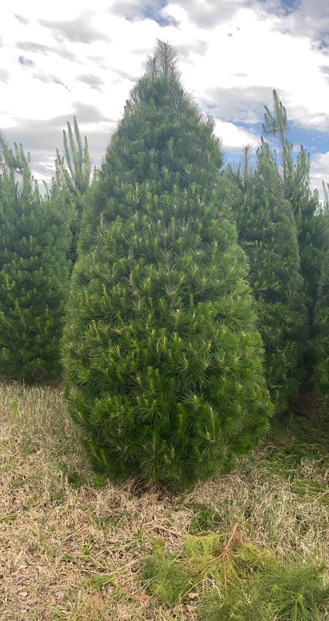 Real Christmas Trees - Delivery