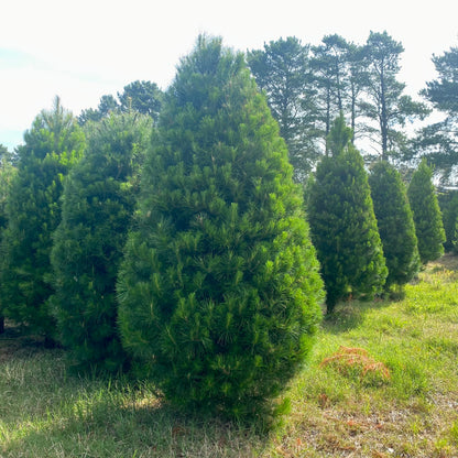 Real Christmas Trees - Delivery