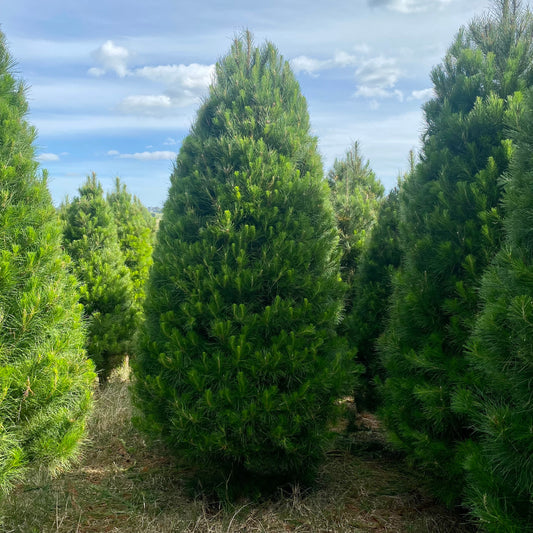 Real Christmas Tree Delivery - 10FT to 15FT
